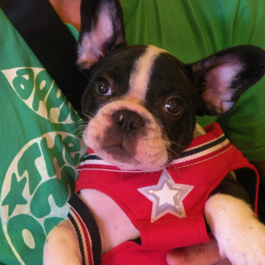 ブー太郎ちゃん（フレンチ・ブルドック）