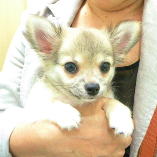 小太郎ちゃん（チワワ）