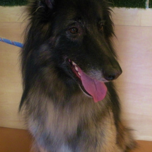 ヴィータちゃん（ベルジアン・シェパード・ドッグ（タービュレン））