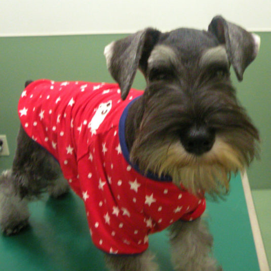 マロンちゃん（ミニチュア・シュナウザー）