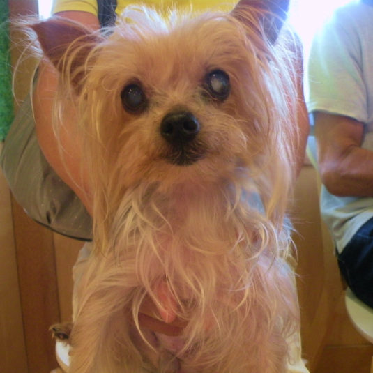 ジェシカちゃん（ヨークシャー・テリア）