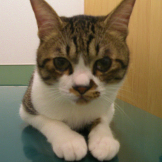 みーすけちゃん