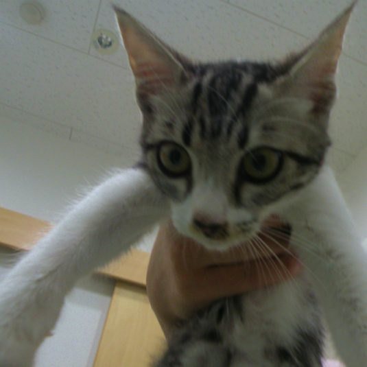 らんちゃん（セルカーク・レックス）