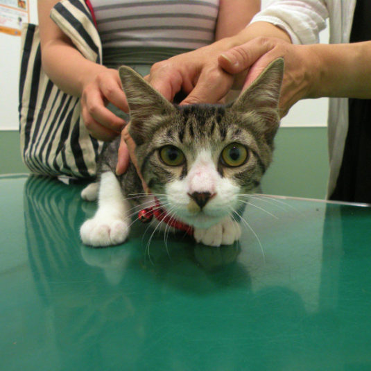 コタロウちゃん