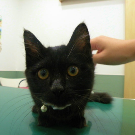 クォンちゃん（マンチカン）