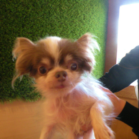 カイちゃん（チワワ）
