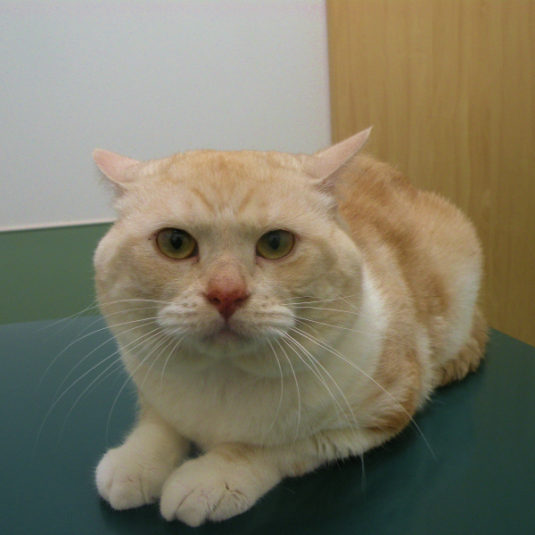 クッキーちゃん（スコティッシュ・フォールド）