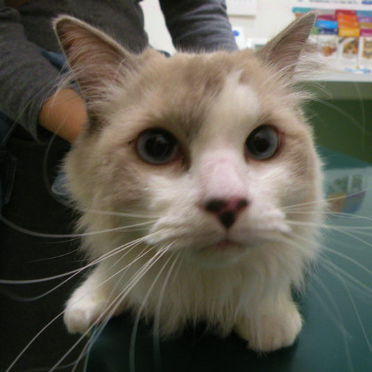 あおいちゃん（ラグドール）