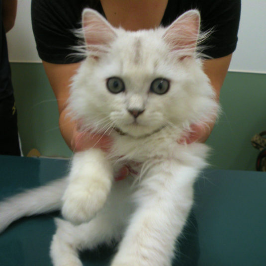 ギンジロウちゃん（ペルシャ）