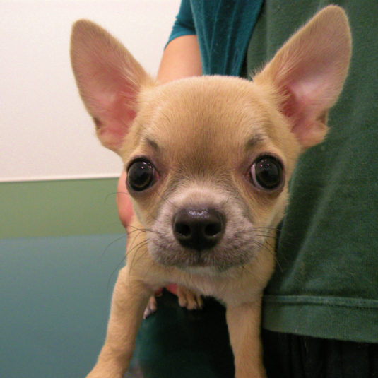 サンちゃん（チワワ）