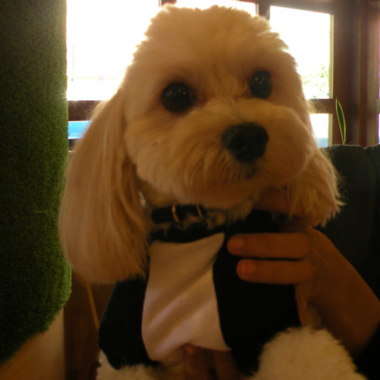 プースケちゃん