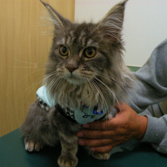 琳夏ちゃん（メイン・クーン）