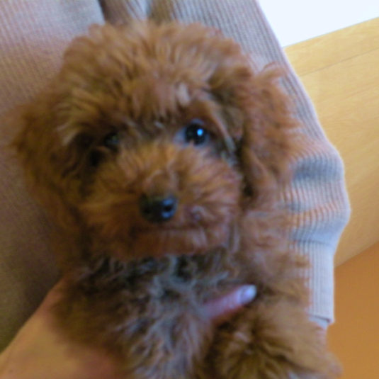 ちょこ太ちゃん（トイ・プードル）