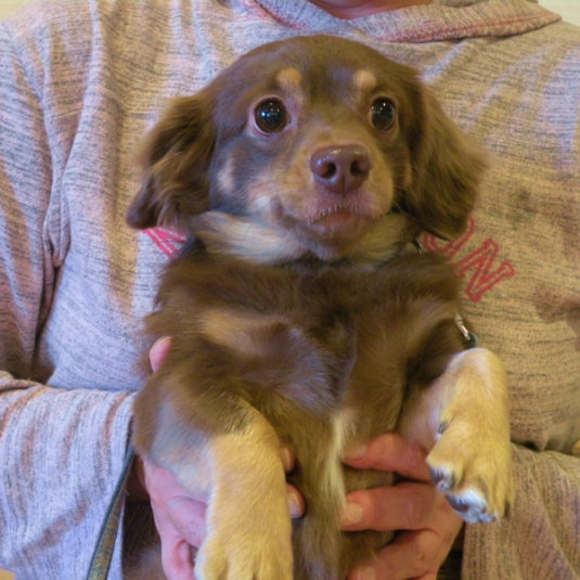 一歩ちゃん（ミニチュアダックスフンド）