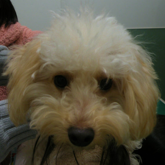 ぷってぃちゃん（トイ・プードル）