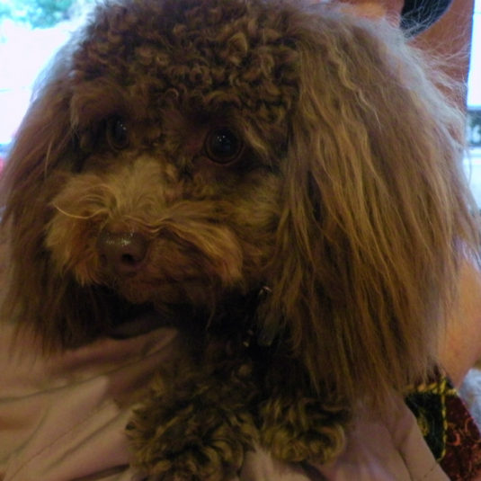 いろはちゃん（トイ・プードル）