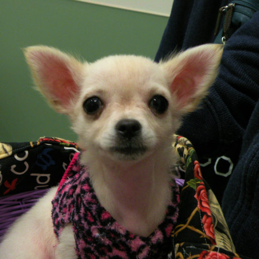 はむちゃん（チワワ）