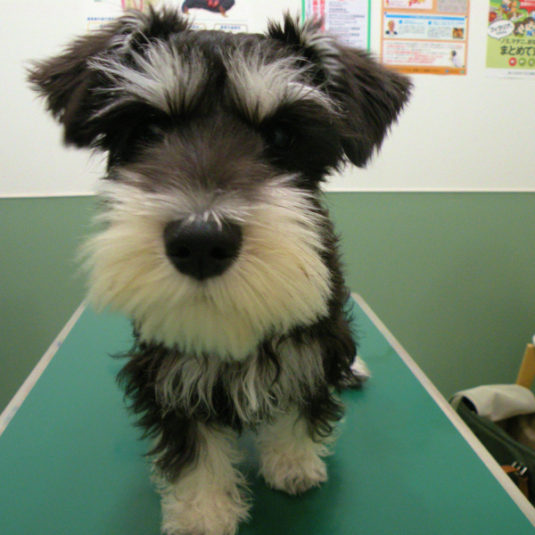 むぅーちゃん（ミニチュア・シュナウザー）