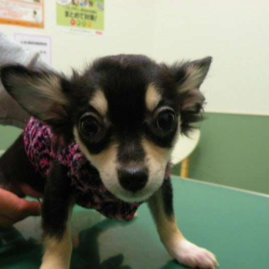 あじゃちゃん（チワワ）