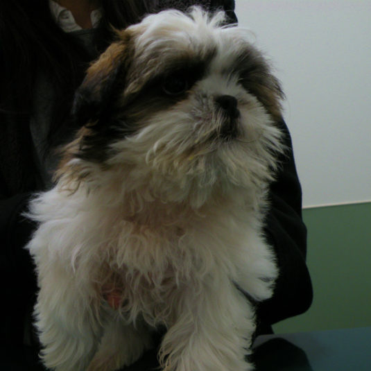 あずきちゃん（シー・ズー）