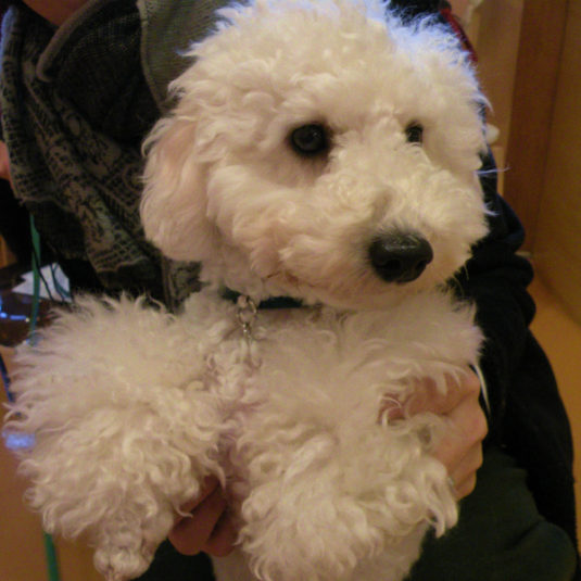ショーンちゃん（トイ・プードル）