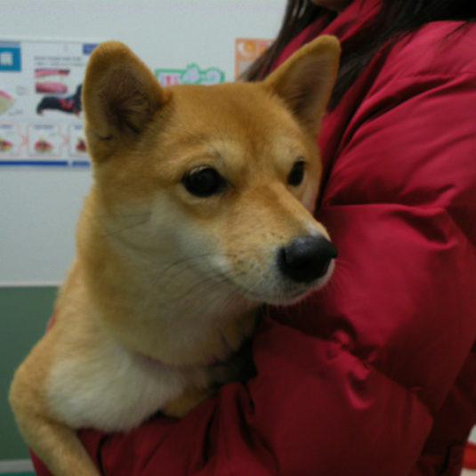 ねるちゃん（柴犬）