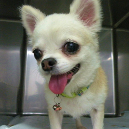 いろはちゃん（チワワ）