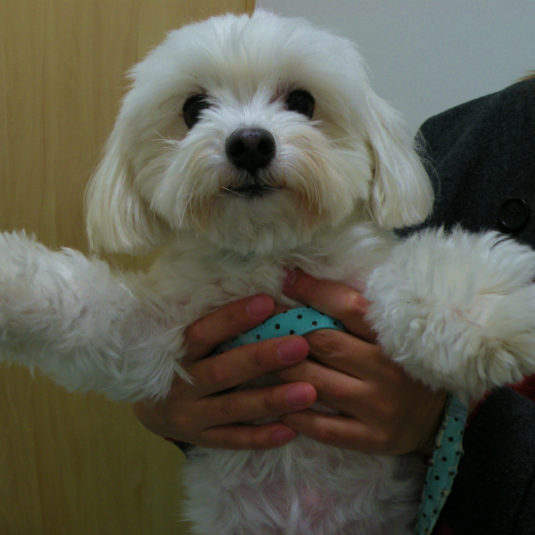 空ちゃん（マル・チーズ）