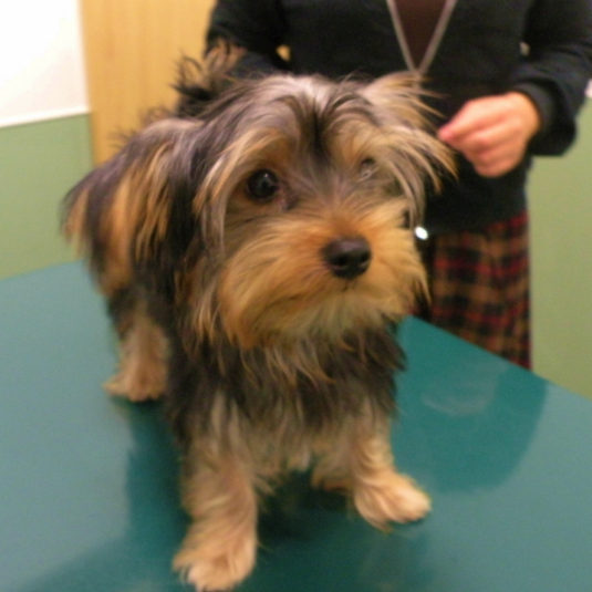 パンジーちゃん（ヨークシャー・テリア）