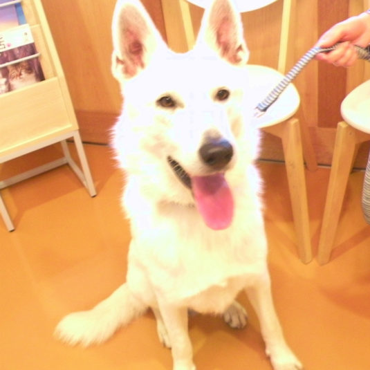 ROSSOちゃん（ホワイト・シェパード）