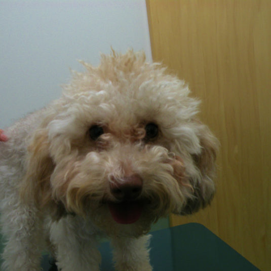 えびすちゃん（トイ・プードル）