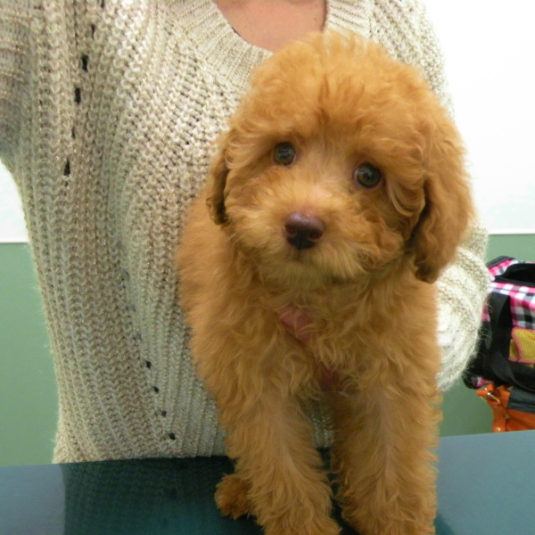 みるくちゃん（トイ・プードル）