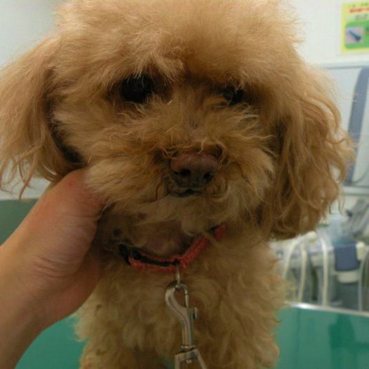 りんちゃん（トイ・プードル）