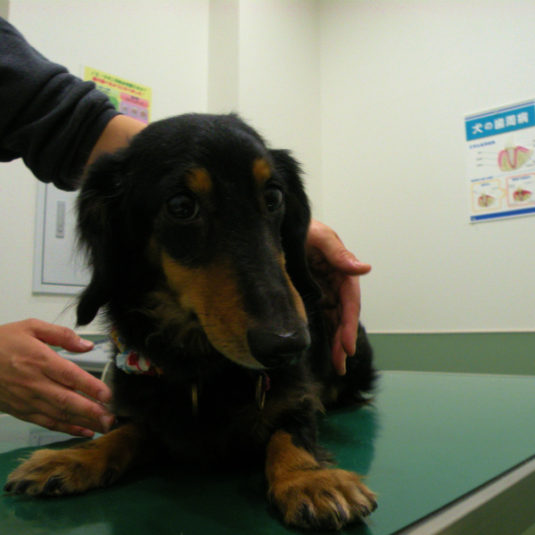 ミリアちゃん（ミニチュア・ダックスフンド）