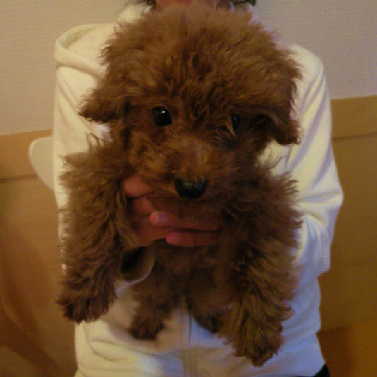 幸ちゃん（トイ・プードル）