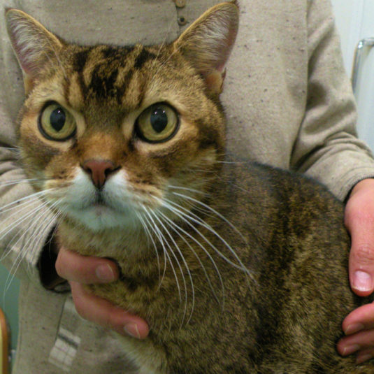 ゲンタちゃん（スコティッシュ・フォールド）