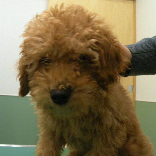 ハルちゃん（トイ・プードル）