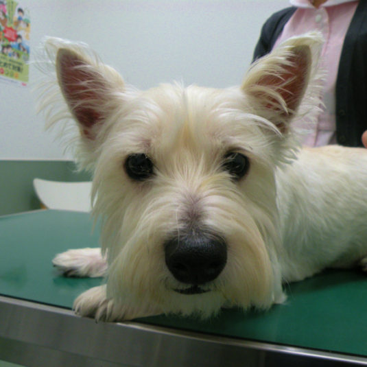 ちょび助ちゃん（ウエスト・ハイランド・ホワイト・テリア）
