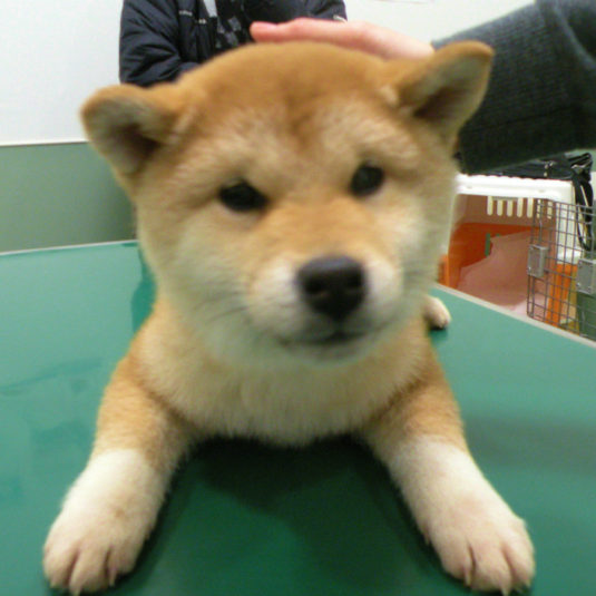 ななちゃん（柴犬）