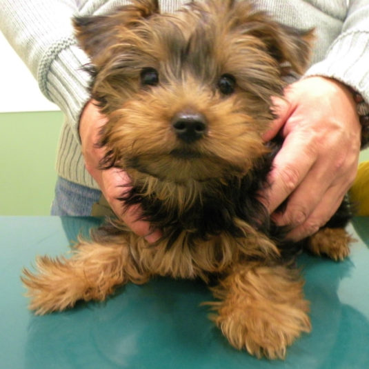 さんちゃん（ヨークシャー・テリア）