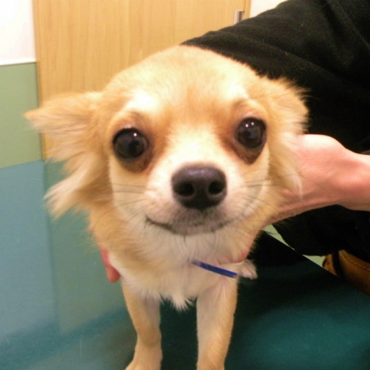 モカちゃん（チワワ）