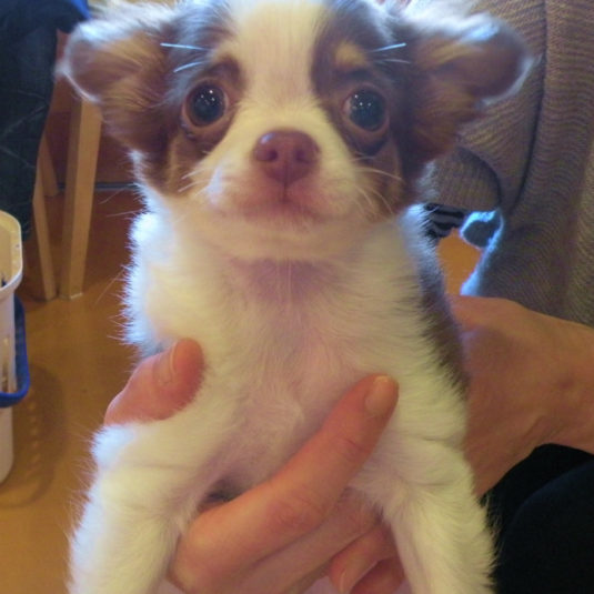 ソラちゃん（チワワ）