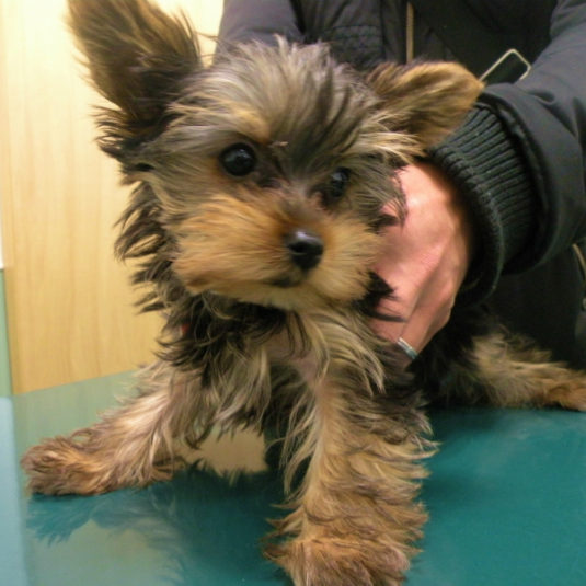 シャルルちゃん（ヨークシャー・テリア）