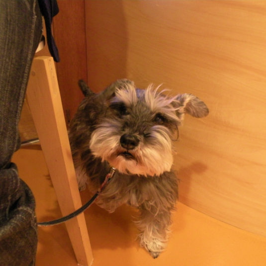 ラムちゃん（ミニチュア・シュナウザー）