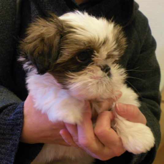 まる子ちゃん（シー・ズー）