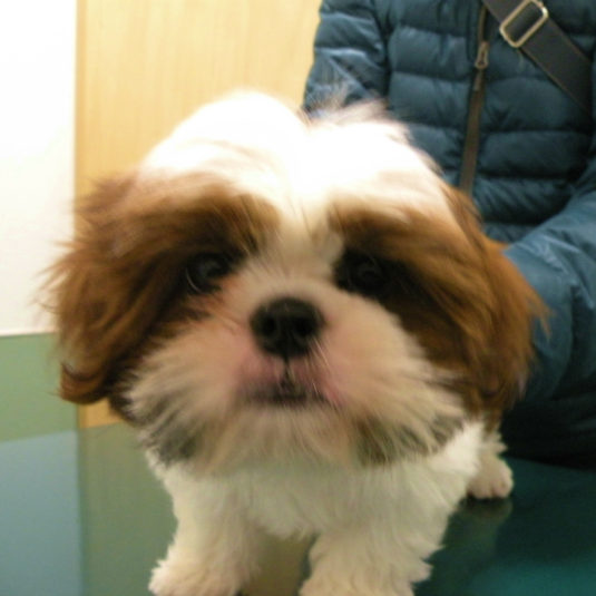 レオンちゃん（シー・ズー）