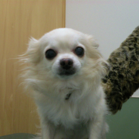 ダイナちゃん（チワワ）