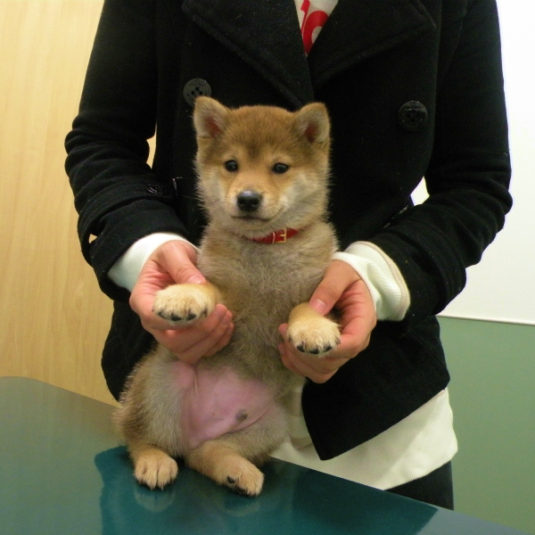 かいちゃん（柴犬）