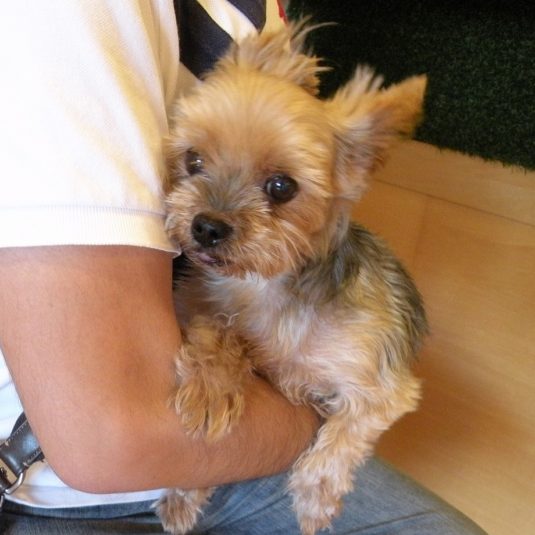 まーちゃん（ヨークシャー・テリア）