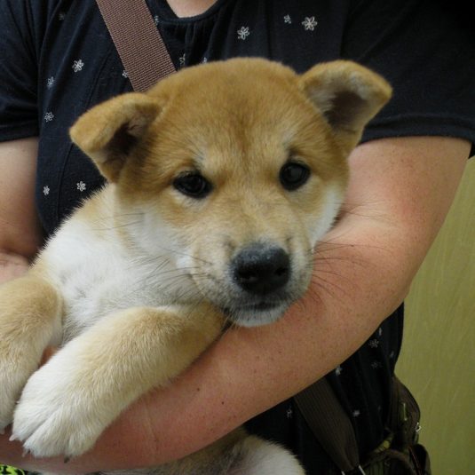 花ちゃん（柴犬）